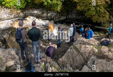 Warten auf den Lachs zu springen, Stainforth Foss, River Ribble, Yorkshire Dales, Großbritannien. Stockfoto