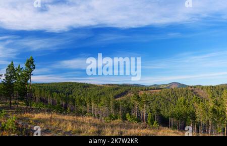 Ansicht der sibirischen Taiga im Juni. Naturschutzgebiet Stolby (Säulen). Region Krasnojarsk. Russland Stockfoto