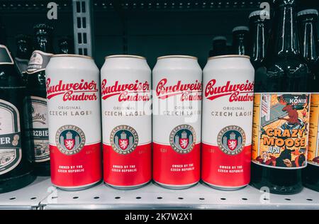 Kasan, Russland. 2022, Oktober 01. Dosen Budweiser Bier auf dem Supermarktregal. Budweiser tschechisches Bier in einer Blechdose Stockfoto