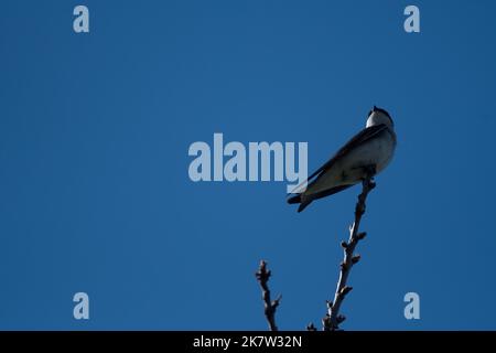 Baumschwalbe hoch oben auf einem Tigerzweig mit klarem blauem Himmel Stockfoto