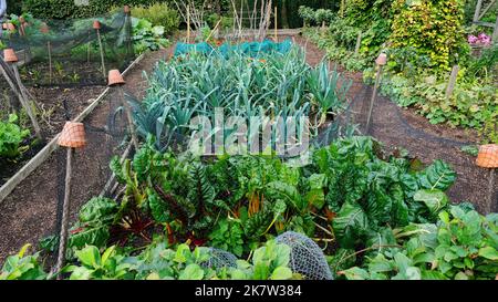 Herbstgemüse wächst in einer englischen Zuteilung - John Gollop Stockfoto