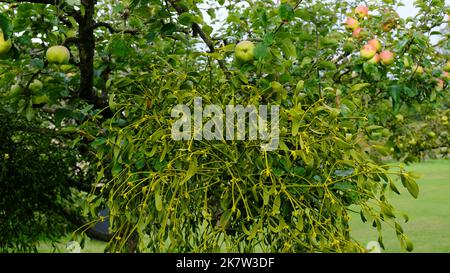 Mistel wächst auf einem Apfelbaum in einem englischen Garten, Großbritannien - John Gollop Stockfoto