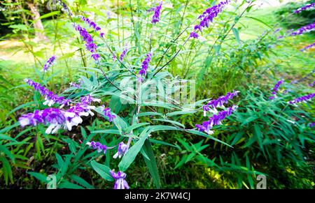 Mexikanischer Buschsalbei (Salvia leucantha) blüht im Süden Frankreichs Stockfoto