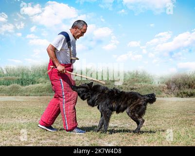 Langhaarige Dutch Shepherd Ausbildung in der Natur für die Sicherheit Stockfoto