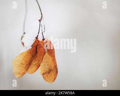 Ahornsamen in der Wintersaison auf einem Baumzweig trocknen, Nahaufnahme Stockfoto