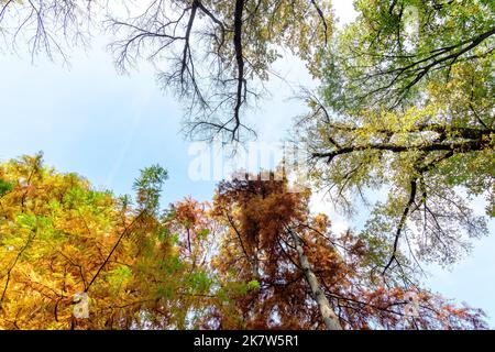 Landschaft mit vielen großen grünen, gelben, orangen und roten Blättern auf Kleidern von alten kahlen Zypressen in Richtung klaren blauen Himmel an einem sonnigen Herbsttag Stockfoto