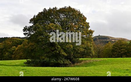 Rivington. VEREINIGTES KÖNIGREICH. 19. Oktober 2022. Rivington Reservoir. Ein großer Baum steht für sich allein, im Hintergrund Rivington Pike. Stockfoto