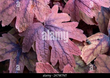 Heucherella 'Sweet Tea' eine krautige, mehrjährige Laubpflanze mit orangebraunen Blättern im Herbst, die eine Kreuzung zwischen heuchera und Tiare darstellt Stockfoto