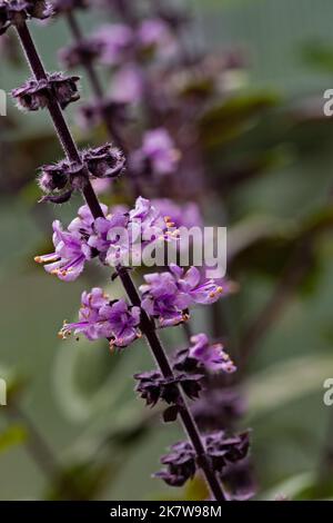 Nahaufnahme der lila Blüten von Basilikum der Sorte Wild Purple, Ocimum canum x basilicum. Stockfoto