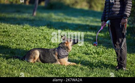 Die Praxis macht einen geduldigen Welpen. Ein entzückender deutscher Schäferhund wird von seinem Besitzer im Park ausgebildet. Stockfoto