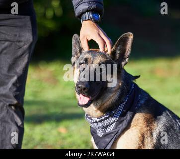 Liebe von meinem Menschen fühlt sich wie zu Hause an. Ein Mann, der mit seinem entzückenden deutschen Schäferhund im Park Zeit verbringt. Stockfoto