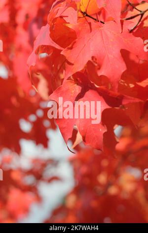 Leuchtend rote Herbstfarben tauchen auf dem lokalen Laub auf. Stockfoto