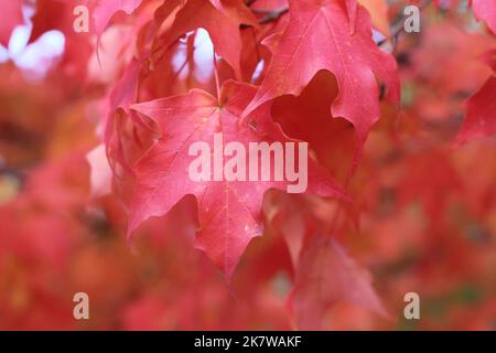 Leuchtend rote Herbstfarben tauchen auf dem lokalen Laub auf. Stockfoto