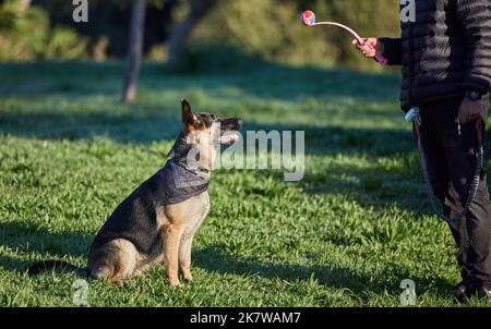 Sitzen...bleiben...ein entzückender deutscher Schäferhund, der von seinem Besitzer im Park ausgebildet wird. Stockfoto