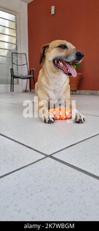 Der glückliche Hund lächelt mit seinem neuen Spielzeug Stockfoto