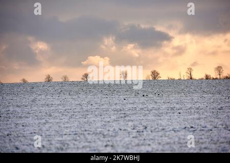 Winterzeit auf dem Land - Dänemark. Dänische Ackerland im Winter. Stockfoto