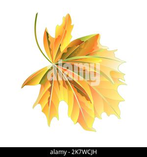 Herbstliches Ahornblatt auf weißem Hintergrund Vektorgrafik Stock Vektor