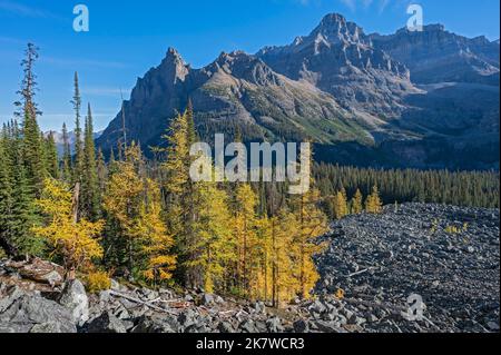 Herbstliche Lärchen in den Rocky Mountains im Yoho National Park, British Columbia Stockfoto
