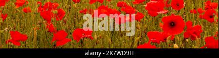 Mohnfelder leuchtend rote Blumen zur Erinnerung anzeigen Waffenstillstand Flandern Feld in WW1 Frieden und Hoffnung Symbol Hilfe für Helden Stockfoto