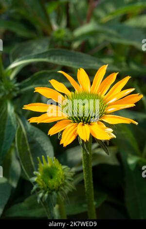 Echinacea Hybrida Cheyenne Spirit Stockfoto