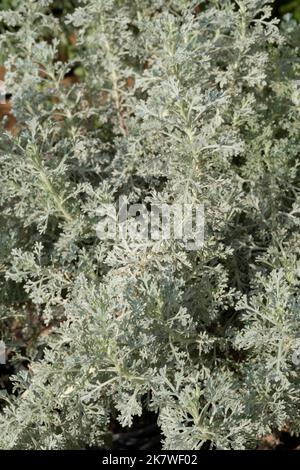 Wermut Pflanzenblätter, Artemisia Absinthium Stockfoto