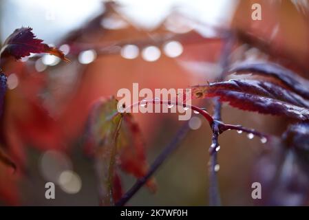 Im Herbst glitzern Regentropfen auf roten acer-Blättern Stockfoto