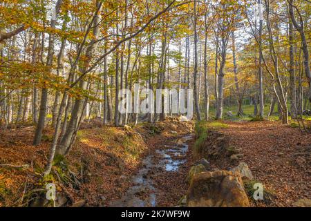 Kleiner Bach in einem Buchenwald im Herbst in der Region Ligurien, Provinz Genua, Italien Stockfoto