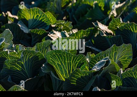 Auffällige Korn- und Blattadern auf Weißkohl gegen das Licht im Herbst, Deutschland Stockfoto