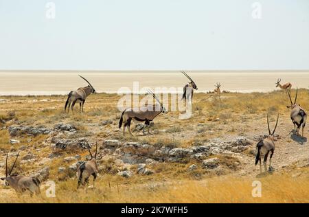 Herde von Gemsbok Oryx und Sprinbok am Rand der Etosha-Pfanne. Alles, was Sie in der Ferne sehen können, ist eine flache weiße Salzpfanne, es ist eine sehr raue Umgebung Stockfoto