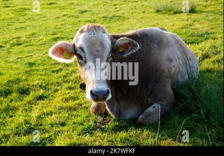 Kuh ruht auf der sonnendurchfluteten, grünen Almwiese in Nesselwang in den bayerischen Alpen, Allgau, Bayern, Deutschland Stockfoto