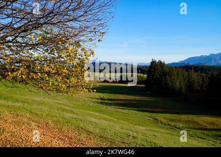 Herbstlicher Blick auf den malerischen Attlesee und die sonnenverwöhnten, weiten, üppigen, noch grünen Wiesen in den bayerischen Alpen, Nesselwang, Bayern Stockfoto