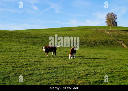 Kühe grasen im sonnendurchfluteten grünen Alpental gegen den klaren blauen Himmel in Nesselwang, Allgau, Bayern, Deutschland Stockfoto