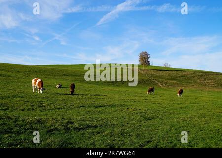 Kühe grasen im sonnendurchfluteten grünen Alpental gegen den klaren blauen Himmel in Nesselwang, Allgau, Bayern, Deutschland Stockfoto