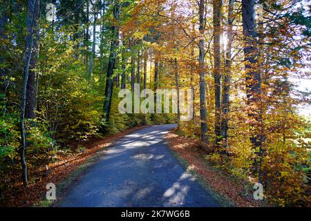 Eine malerische Straße durch den sonnenbeschienenen goldenen Herbstwald am Morgen am Attlesee in Nesselwand in den bayerischen Alpen (Bayern, Deutschland) Stockfoto