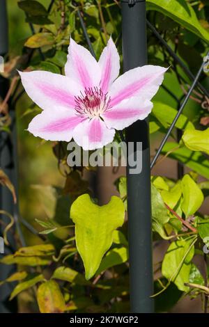 Clematis „Nelly Moser“. Große, blassrosa Blütenblätter mit einem markanten dunkelrosa Zentralstreifen Stockfoto