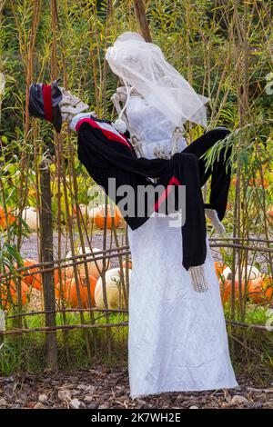 Skeleton Braut und Bräutigam bei Pumpkin Time auf der Sunnyfields Farm in Totton, Hampshire, Großbritannien, im Oktober, als Halloween näher rückt Stockfoto