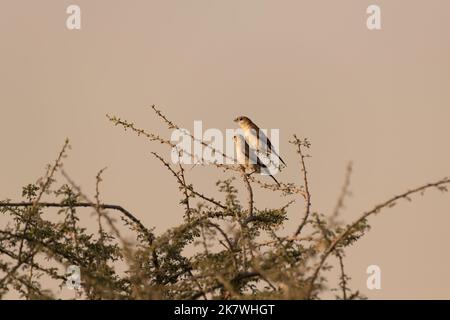 Ein Paar indischer Silberschnabel (Euodice malabarica), der während des Sonnenuntergangs auf einem dornigen Akazienbaum an den Al Qudra Seen in Dubai, Vereinigte Arabische Emirate, thront Stockfoto