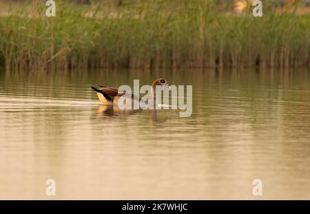 Eine einzige ägyptische Gans (Alopochen aegyptiaca) schwimmt in einem See bei Al Qudra in Dubai, Vereinigte Arabische Emirate. Stockfoto