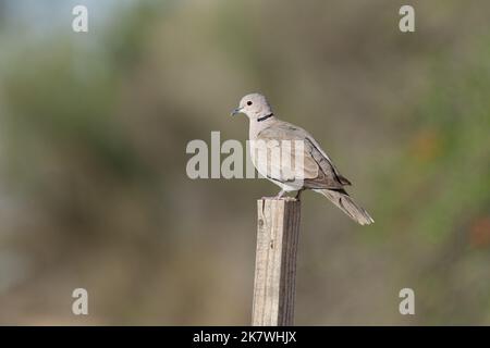 Nahaufnahme einer eurasischen Halstaube (Streptopelia decaocto), die auf einem Holzpfosten an den Al Qudra Seen in Dubai, Vereinigte Arabische Emirate, thront. Stockfoto