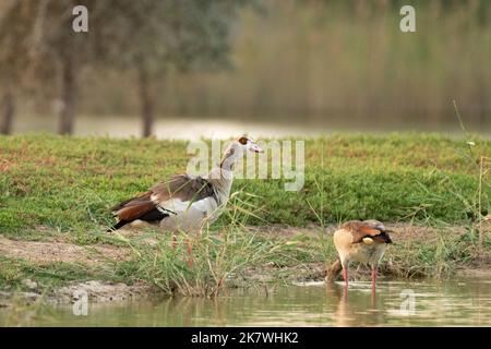 Ein Paar ägyptischer Gans (Alopochen aegyptiaca), die am Seeufer von Al Qudra in Dubai, Vereinigte Arabische Emirate, auf der Nahrungssuche sind. Stockfoto