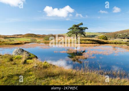Reflexionen im Kelly Hall Tarn English Lake District Stockfoto