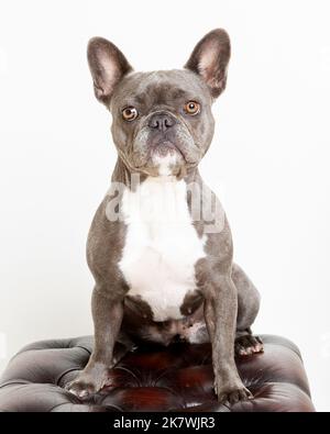 Bild einer blauen französischen Bulldogge in einer professionellen Studioumgebung Stockfoto