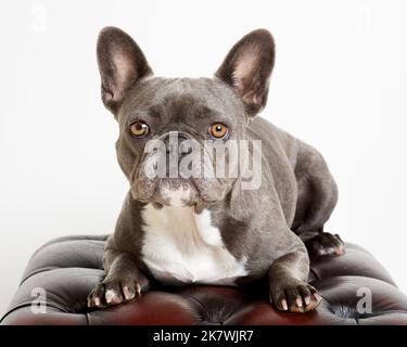 Bild einer blauen französischen Bulldogge in einer professionellen Studioumgebung Stockfoto