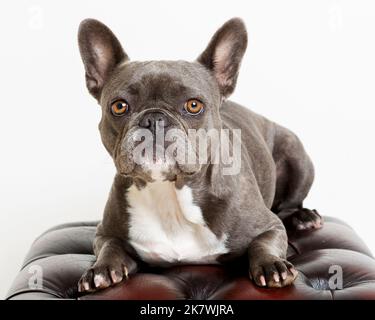 Bild einer blauen französischen Bulldogge in einer professionellen Studioumgebung Stockfoto