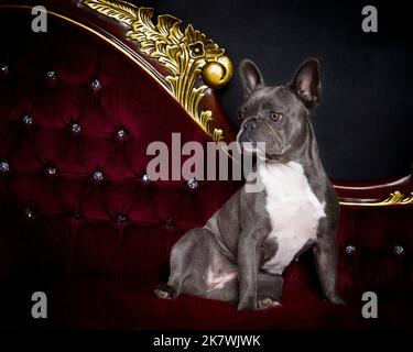 Bild einer blauen französischen Bulldogge in einer professionellen Studioumgebung Stockfoto