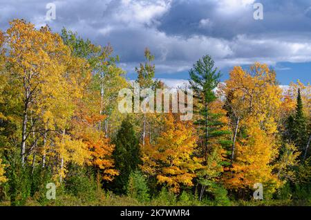 Der Waldrand leuchtet mit Herbstfarbe, Door County, Wisconsin Stockfoto