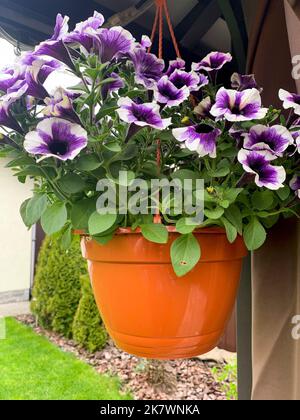 Hängende Pflanzgefäße mit verschiedenen Blumen im Garten. Studio Photo. Stockfoto