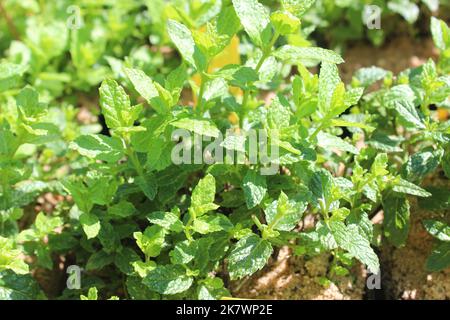 marokkanische Minze im Garten Stockfoto