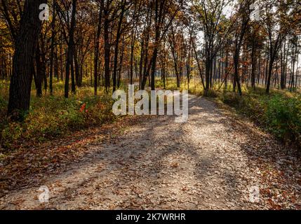 Ein Pfad führt durch eine herbstliche, farbige Eichensavanna im Waterfall Glen Forest Preserve in DuPage County, Illinois Stockfoto