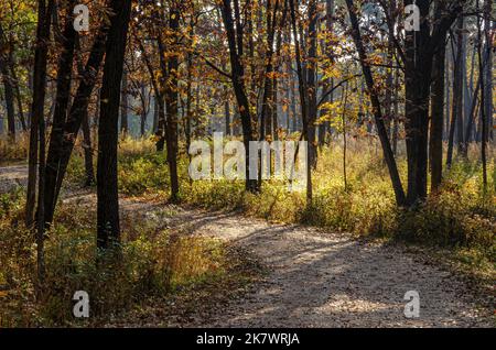 Im Waterfall Glen Forest Preserve im DuPage County, Illinois, führt ein Pfad durch eine Eichensavanne Stockfoto